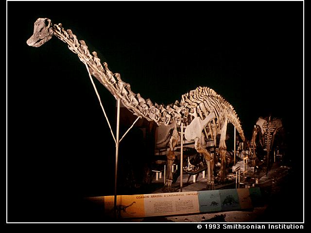 Pin Dinosaur Skeleton Wallpaper