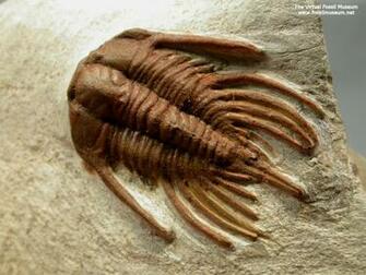 Trilobites Pictures Image