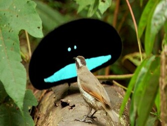 Birds Of Paradise Wallpaper For Desktop Wallpaperyork Brows Your
