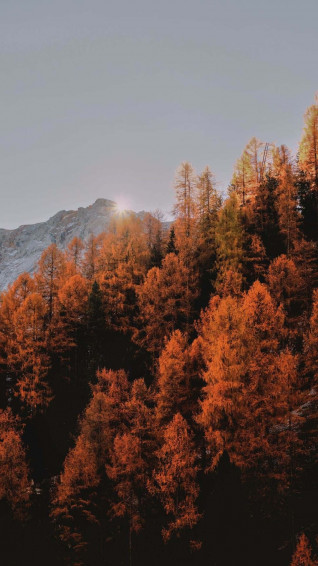 Fall Background Wallpaper