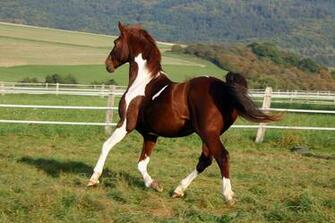American Saddlebred Stock By Luda