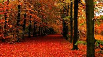 Fall Leaves Background Wallpaper Win10 Themes