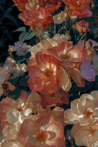 Greatest Pastel Aesthetic Flower Wallpaper iPhone You Can