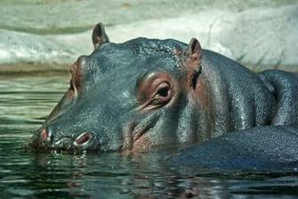 Hippo Wallpaper