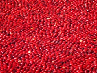 Maroon Color Background Of From To