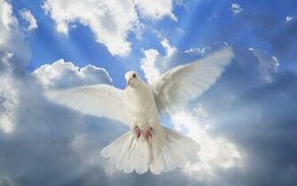Dove Live Wallpaper For Android Apk