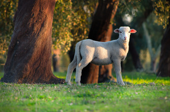 Smiling Lamb Wallpaper