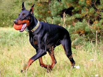 Doberman Pinscher Spirit Animal Totems
