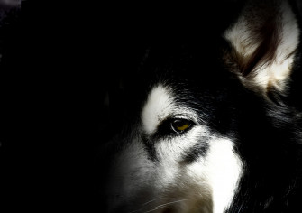 Husky Wallpaper For Your Desktop