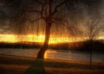 Weeping Willow Wallpaper