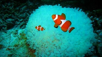 Clown Fish Wallpaper