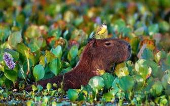 Capybara Wallpaper G3bkm1a 4usky