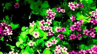 Fuschia Playground Wallpaper
