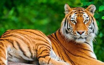 Christmas Tiger Wallpaper