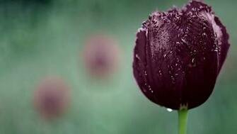 Deep Purple Tulip Wallpaper Flowers HD HDwallpaper Net