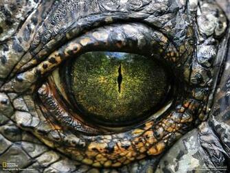 National Geographic Prints And Posters Buy A Poster