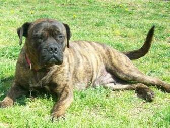 Bullmastiff Dogs Breeds Pets