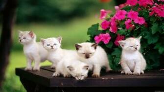 Cats Wallpaper HD Desktop
