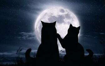 Wallpaper Cats Night The Moon Romance Stars Image For Desktop