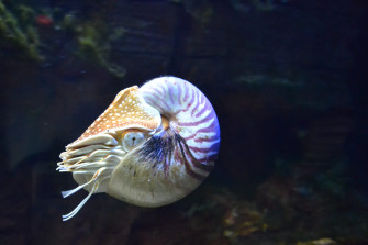 Ammonites HD Wallpaper