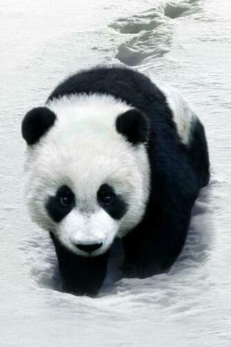 Panda Simply Beautiful iPhone Wallpaper