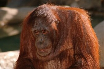 Animal Orangutan Wallpaper