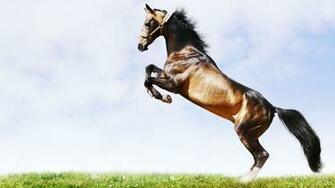 Animal HD Wallpaper Hebus Org High Definition