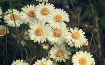 Daisy Flower HD Wallpaper For Desktop