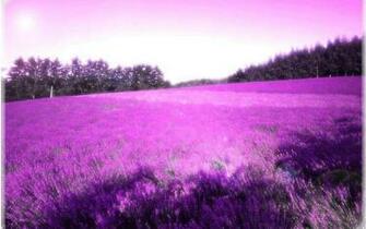 Lavender Wallpaper Magz