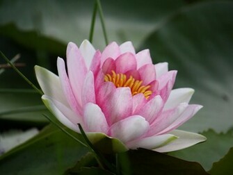 Wallpaper Water Lily
