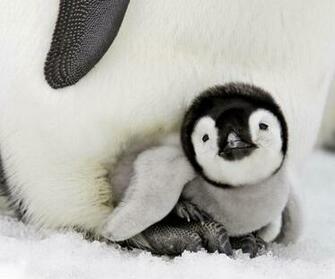 Wonderful Baby Penguin Wallpaper Wallpaper55 Best