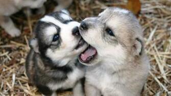 Husky Puppies Wallpaper HD Desktop Hivewallpaper