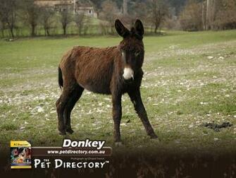 Animal Desktop Wallpaper Donkey