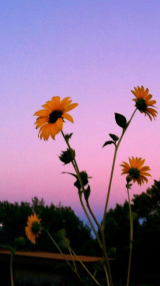 A Field Of Vibrant Yellow And Sunflowers Wallpaper