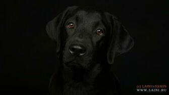 Labrador Retriever Wallpaper HD