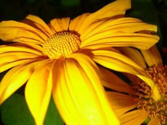 Bright Yellow Wallpaper