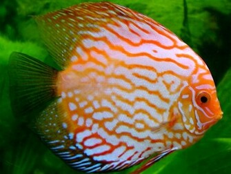Discus Fish Wallpaper Full HD