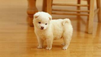 Cute Funny Puppies Dog Wallpaper