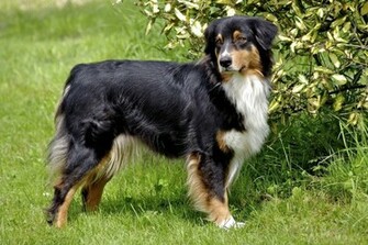 Australian Shepherd Wallpaper