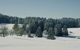 Pine Forest Hintergrundbilder Snowy Field Frei Fotos