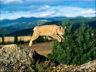 Bobcat Wallpaper Background