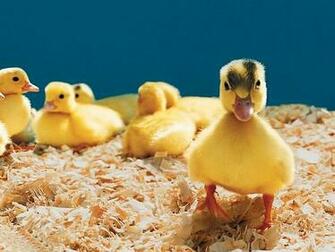 Funny Farm Animals Wallpaper Others Pictures