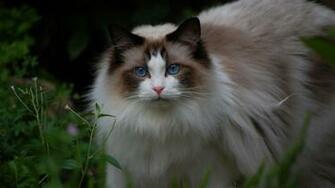 Ragdoll Cat Background Wallpaper Baltana