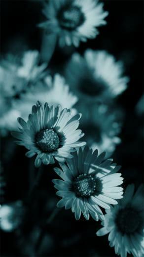 Daisy Flower Black And White Wallpaper Daisies