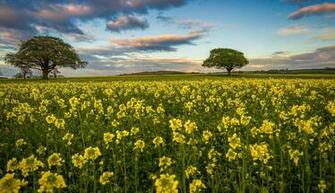 Yellow Flower Field Wallpaper