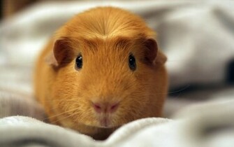 Cute Hamster Wallpaper Hot Girl