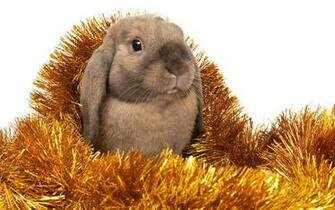 Christmas Bunny Wallpaper