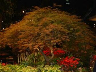 Japanese Maple Wallpaper Desktop