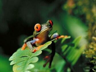 Frog Wallpaper Desktop Background