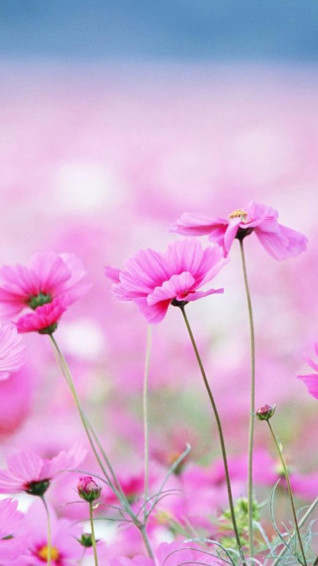 Floral iPhone Background Wallpaper
